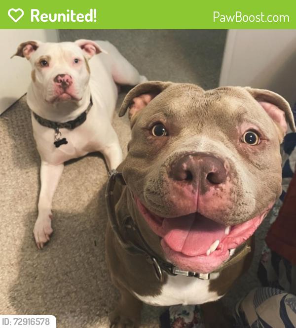 Reunited Female Dog last seen Ramon and Monterey , Thousand Palms, CA 92276