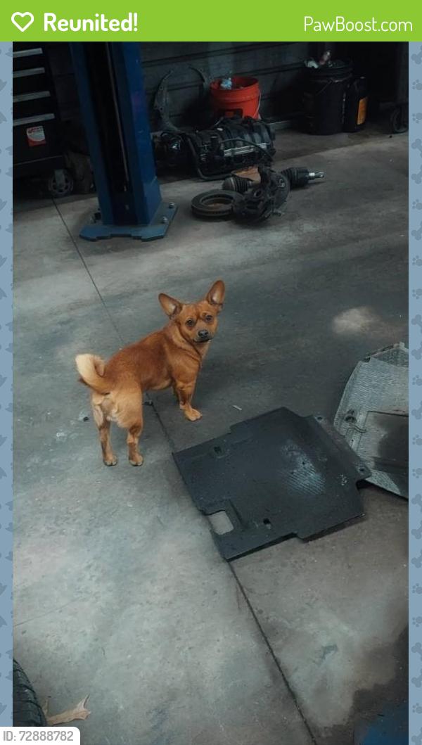 Reunited Male Dog last seen Rock Hill rd, Fayetteville, NC 28312