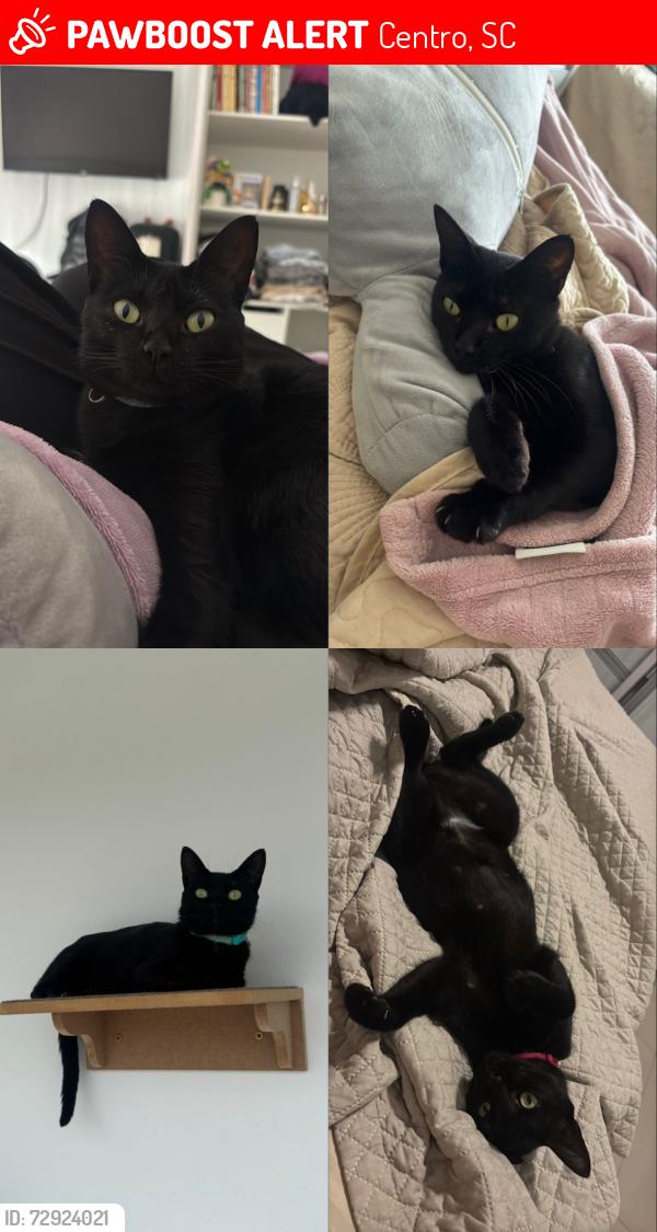 Lost Female Cat last seen Pode estar na Ponte do Imaruim!, Centro, SC 