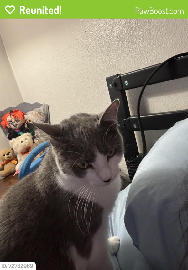 Reunited Female Cat last seen  Cheryl ln apmts , Valley Park, MO 63088
