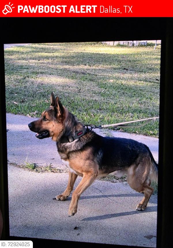 Lost Male Dog last seen Elam dallas,tx 75217, Dallas, TX 75227
