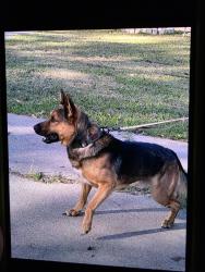 Lost Male Dog last seen Elam dallas,tx 75217, Dallas, TX 75227