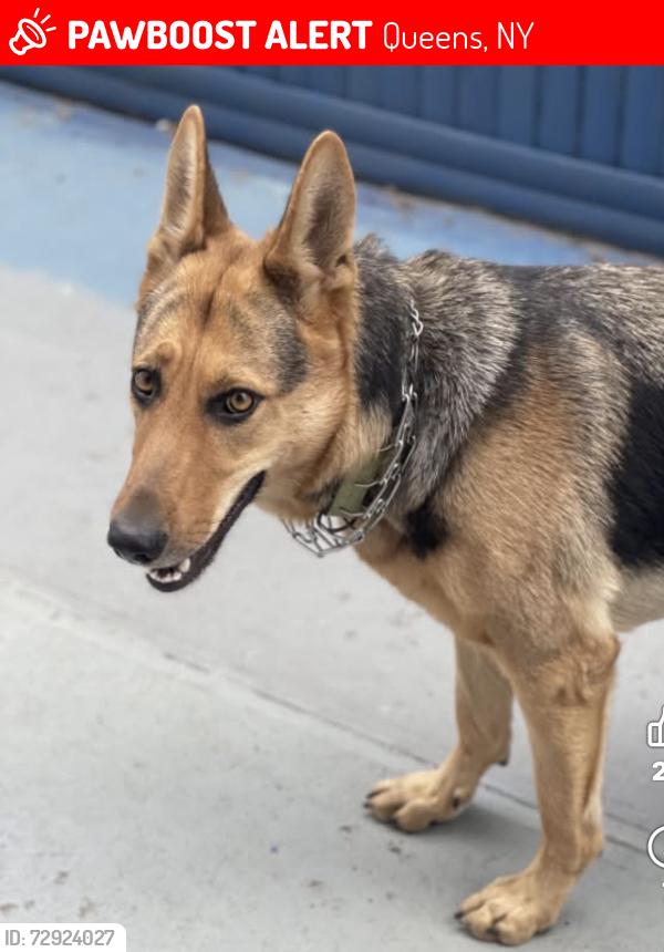 Lost Female Dog last seen 97th ave , Queens, NY 11418
