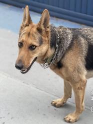 Lost Female Dog last seen 97th ave , Queens, NY 11418