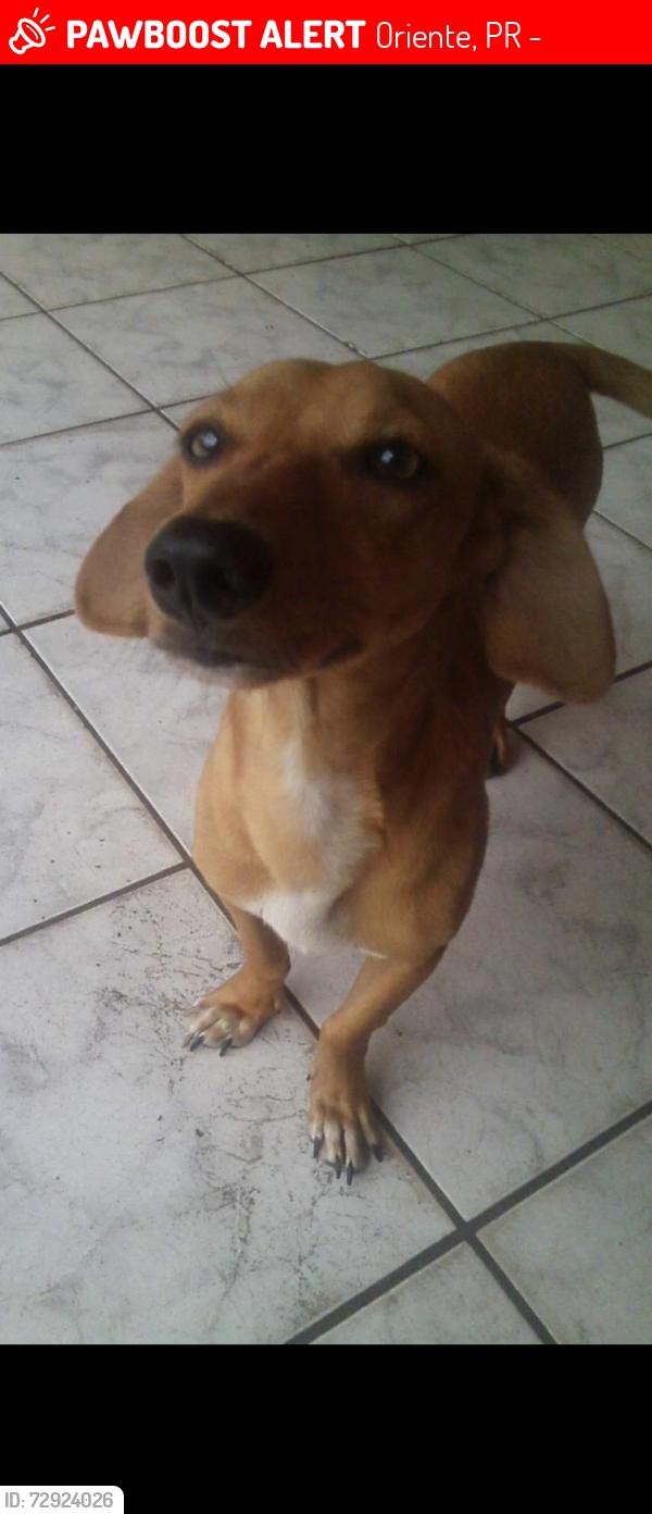 Lost Male Dog last seen Rua Ceará jardim castelo, Oriente, PR 86030-030