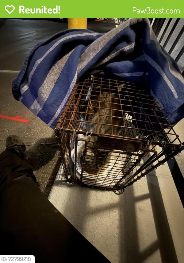 Reunited Female Cat last seen Near Paradise Rd Las Vegas, NV  89169 United States, Las Vegas, NV 89169