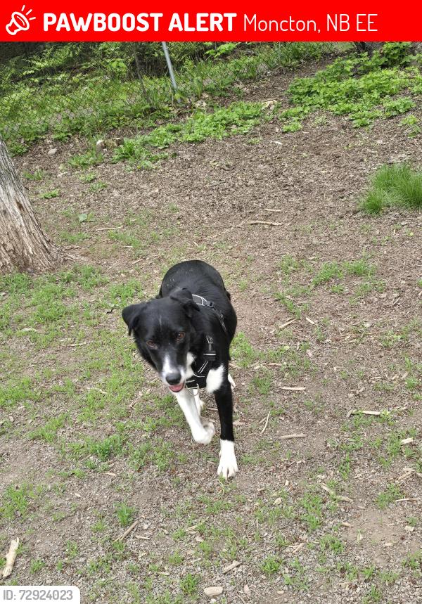 Lost Male Dog last seen St George Blvd, Moncton, NB E1E