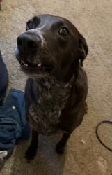 Reunited Female Dog last seen Chapel wood Ln, Deerfield Rd, Plantation Dr., Pecan Grove, TX 77406