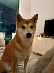 Lost Female Dog last seen Near S Biscayne Boulevard, 33131, Miami, FL 33131