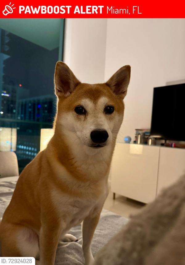 Lost Female Dog last seen Near S Biscayne Boulevard, 33131, Miami, FL 33131