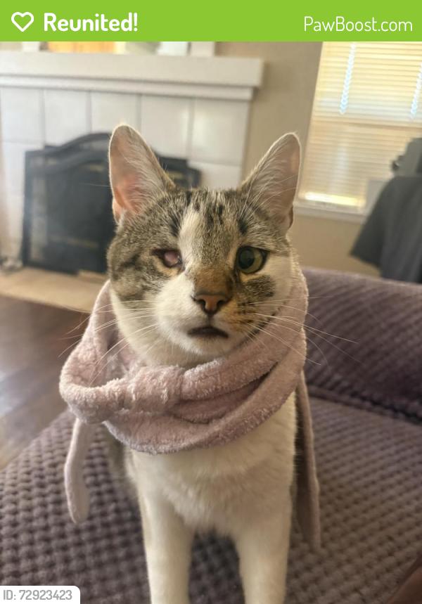Reunited Female Cat last seen Near Malta ct, Salida, CA 95368