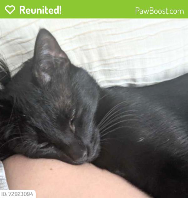 Reunited Male Cat last seen Michigan Ave, Belleville, MI 48111
