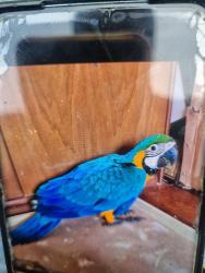 Lost Female Bird last seen Salsbury av, Bexley, NSW 2207