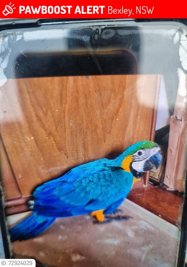 Lost Female Bird last seen Salsbury av, Bexley, NSW 2207
