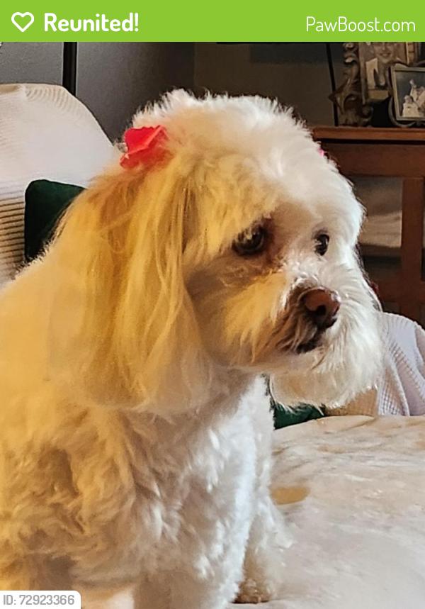Reunited Female Dog last seen Tampa road and Lake St. George , Palm Harbor, FL 34684