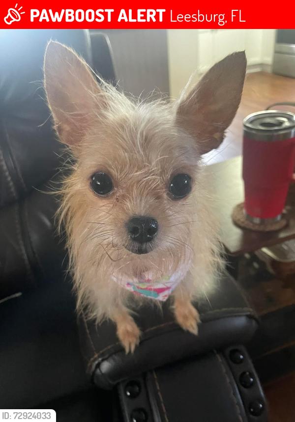 Lost Female Dog last seen Near Cliffbow Loop/Dillymarsh, Leesburg, FL 34748
