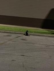 Found/Stray Female Cat last seen Tsubaki parking lot, Lufkin, TX 75903
