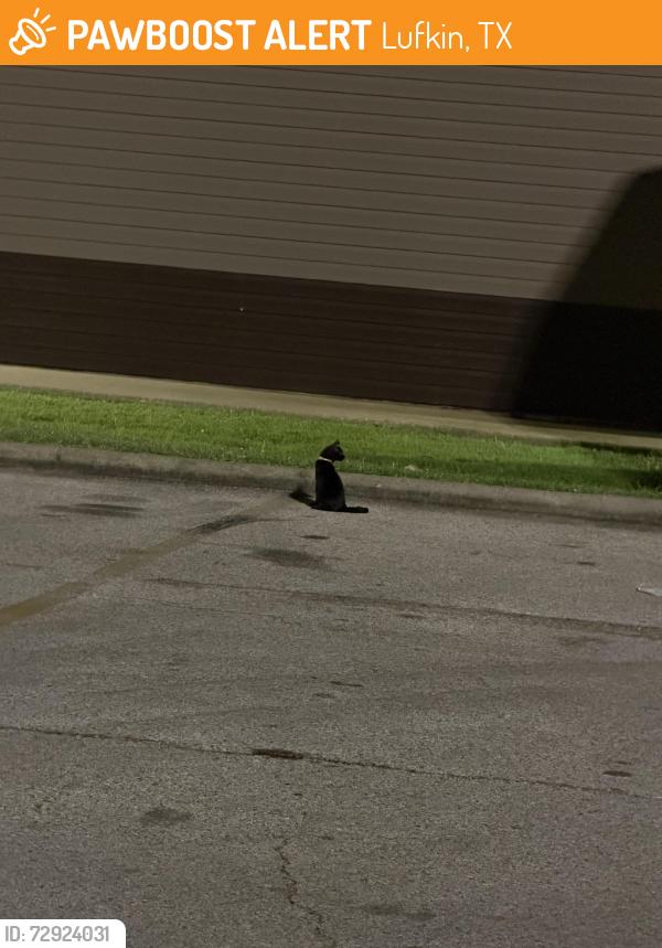 Found/Stray Female Cat last seen Tsubaki parking lot, Lufkin, TX 75903