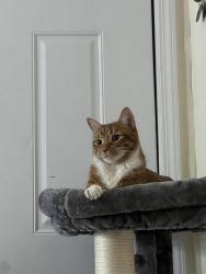 Reunited Male Cat last seen Cypress ave and wyckoff ave , Queens, NY 11385
