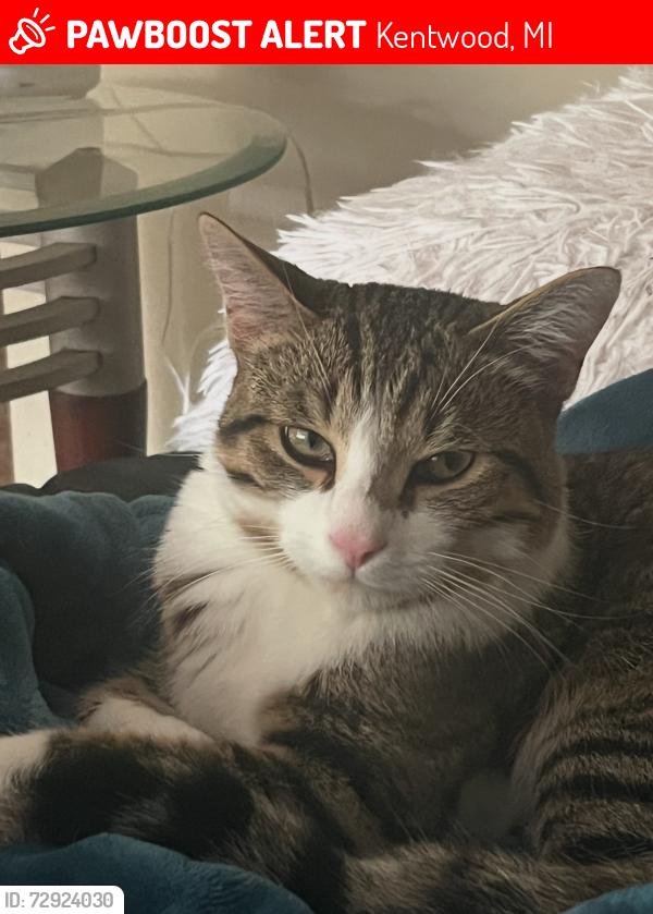 Lost Male Cat last seen 44th and Schaffer , Kentwood, MI 49512