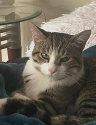 Lost Male Cat last seen 44th and Schaffer , Kentwood, MI 49512