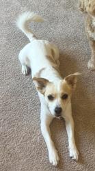 Lost Male Dog last seen Running down creedmoor towards the gates. In the woods., Raleigh, NC 27614
