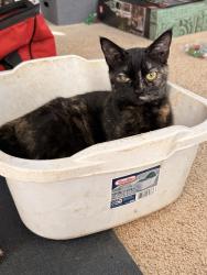 Lost Female Cat last seen Firehouse, Elys Frd Rd, VA 22736