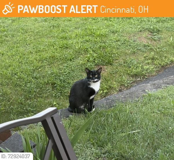 Found/Stray Male Cat last seen Near Roebling & Foley, Cincinnati, OH 45205