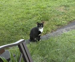 Found/Stray Male Cat last seen Near Roebling & Foley, Cincinnati, OH 45205