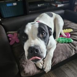 Shelter Stray Female Dog last seen , Memphis, TN 38133