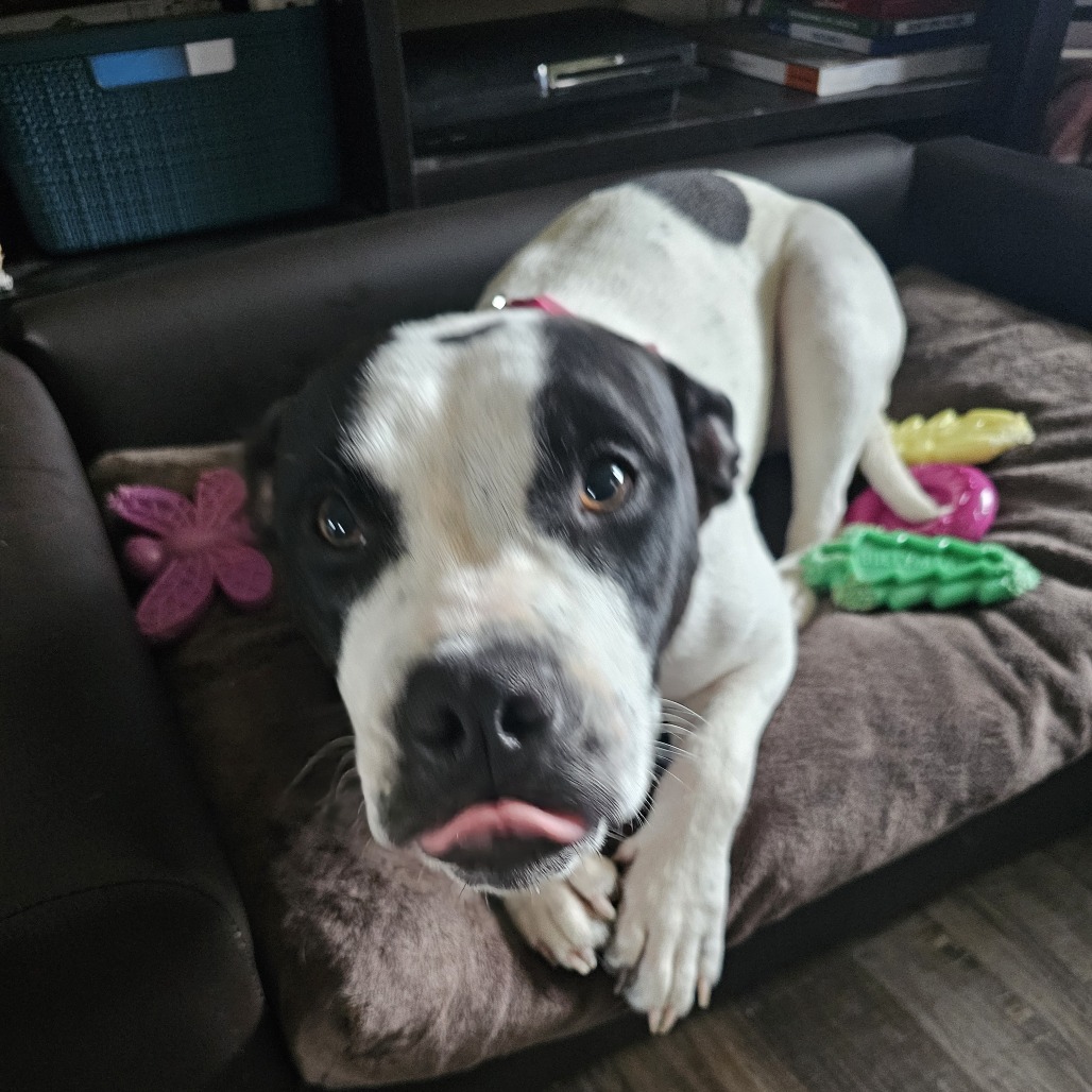 Shelter Stray Female Dog last seen , Memphis, TN 38133