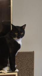 Reunited Male Cat last seen Providence Rd & Wallingford Ave , Nether Providence Township, PA 19086