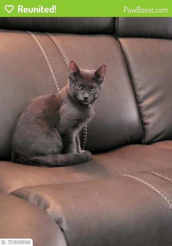 Reunited Male Cat last seen Near Diamond Swan Ave, Henderson, NV 89011, USA, Henderson, NV 89011