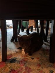Reunited Female Cat last seen Larkspur street Blodget Street , Springfield, MA 01108