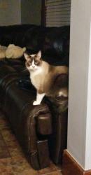 Lost Male Cat last seen Near 2nd and parade, Erie, PA 16507