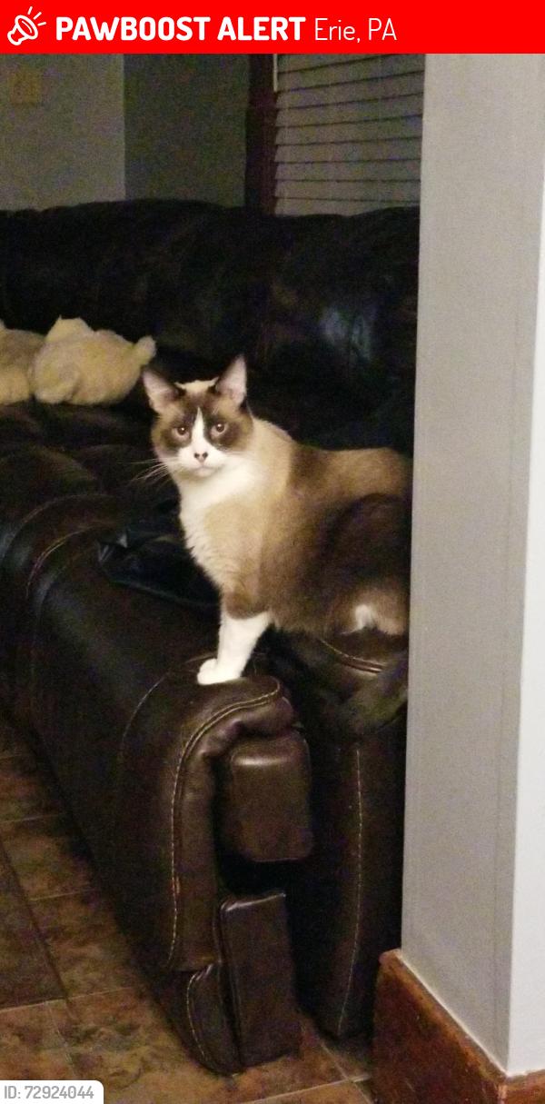 Lost Male Cat last seen Near 2nd and parade, Erie, PA 16507