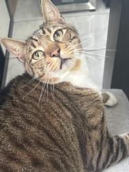 Lost Female Cat last seen rock island road or around the neighboring area, Coral Springs, FL 33065