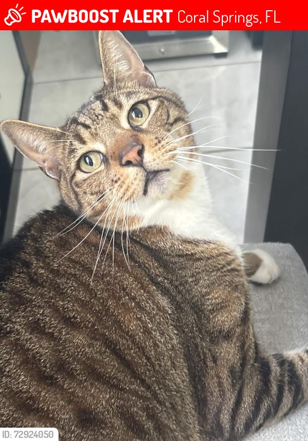 Lost Female Cat last seen rock island road or around the neighboring area, Coral Springs, FL 33065