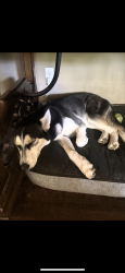 Reunited Female Dog last seen Mitc Street, Arlington Texas, 76010, Arlington, TX 76010