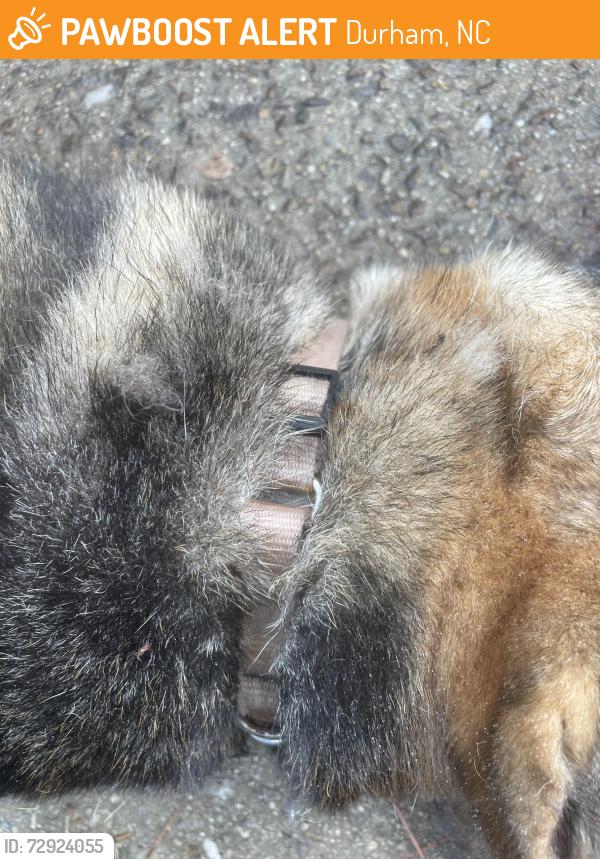 Found/Stray Unknown Dog last seen MLK and Fayetteville , Durham, NC 27707