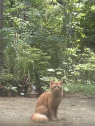 Found/Stray Unknown Cat last seen Biffle zRd, Redan, GA 30088