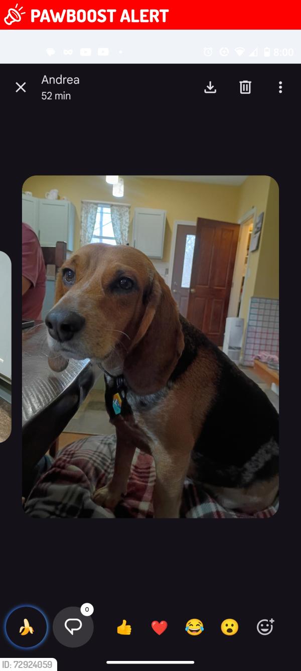 Lost Male Dog last seen Near Holmes rental and sales, Mount Vernon, OH 43050