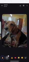 Lost Male Dog last seen Near Holmes rental and sales, Mount Vernon, OH 43050