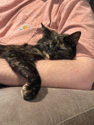 Reunited Female Cat last seen Union Station Way and Bethel New Richmond Rd, New Richmond, OH 45157