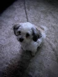 Reunited Female Dog last seen Kenneth St , Riverside, CA 92509