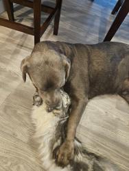 Reunited Male Dog last seen Near Lake Charles Dr N, Kenneth City, FL 33709