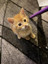 Lost Male Cat last seen St Andrew’s and slauson ave, Los Angeles, CA 90043