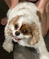 Reunited Female Dog last seen Oxbow Cove neighborhood off of Oxbow Creek Dr., Brooklyn Park, MN 55445