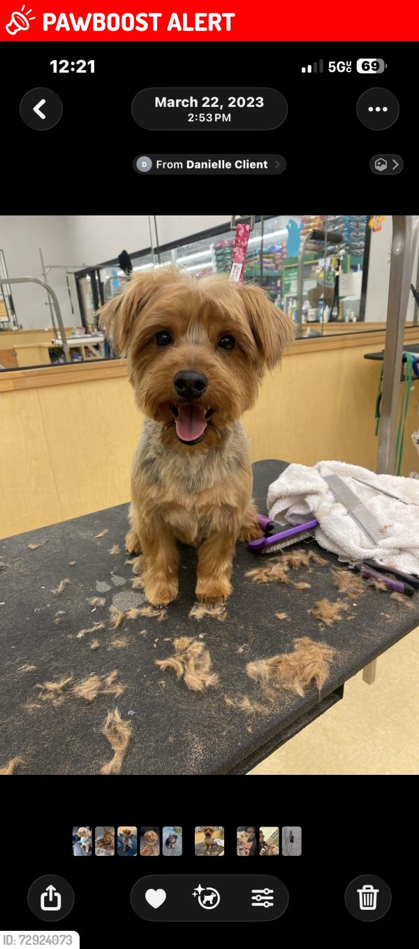 Lost Male Dog last seen cleveland heights/ south euclid , Cleveland Heights, OH 44121