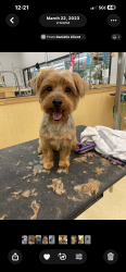 Lost Male Dog last seen cleveland heights/ south euclid , Cleveland Heights, OH 44121